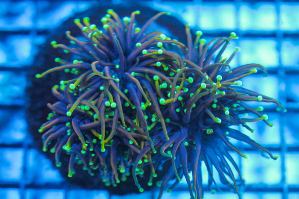 LIVE CORAL - WYSIWYG - 8.4.175