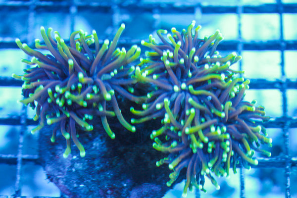 LIVE CORAL - WYSIWYG - 8.4.176