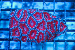 LIVE CORAL - WYSIWYG - 8.4.177