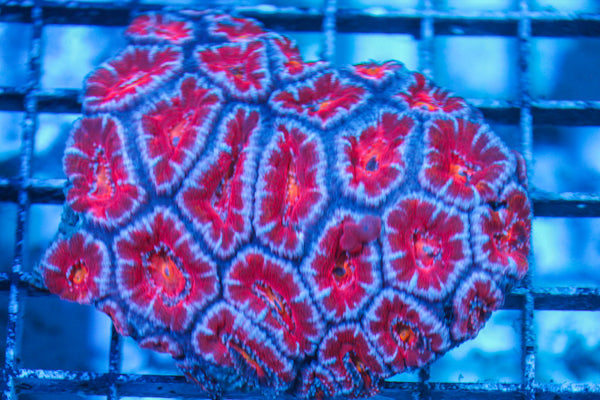 LIVE CORAL - WYSIWYG - 8.4.178