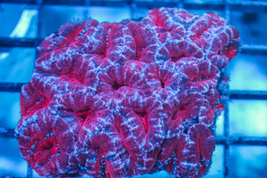 LIVE CORAL - WYSIWYG - 8.4.180