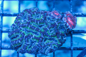 LIVE CORAL - WYSIWYG - 8.4.182