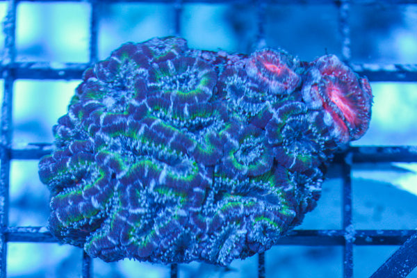 LIVE CORAL - WYSIWYG - 8.4.182