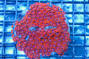 LIVE CORAL - WYSIWYG - 8.4.183