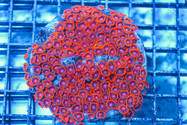 LIVE CORAL - WYSIWYG - 8.4.183