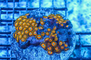 LIVE CORAL - WYSIWYG - 8.4.184