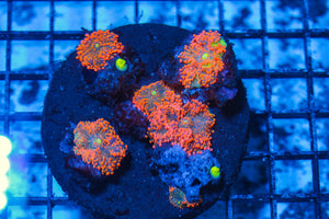 LIVE CORAL - WYSIWYG - 8.4.185
