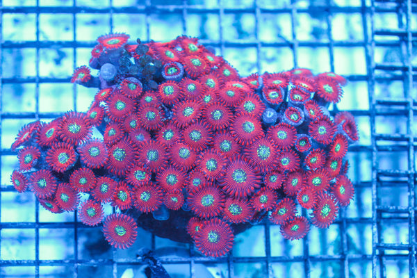 LIVE CORAL - WYSIWYG - 8.4.186
