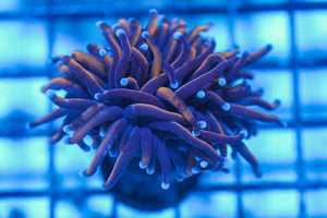LIVE CORAL - WYSIWYG - 8.4.188