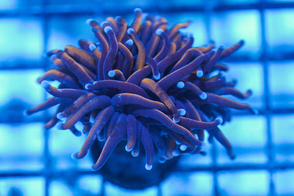 LIVE CORAL - WYSIWYG - 8.4.188