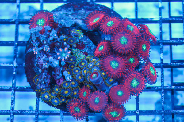 LIVE CORAL - WYSIWYG - 8.4.19