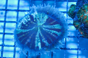 LIVE CORAL - WYSIWYG - 8.4.191