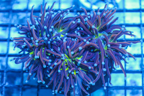 LIVE CORAL - WYSIWYG - 8.4.193