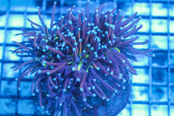 LIVE CORAL - WYSIWYG - 8.4.194