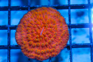 LIVE CORAL - WYSIWYG - 8.4.195