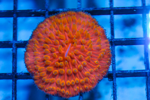 LIVE CORAL - WYSIWYG - 8.4.195