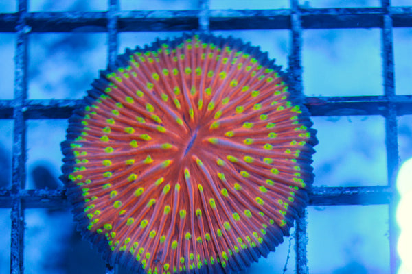 LIVE CORAL - WYSIWYG - 8.4.196