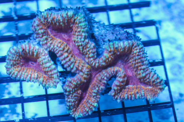 LIVE CORAL - WYSIWYG - 8.4.2