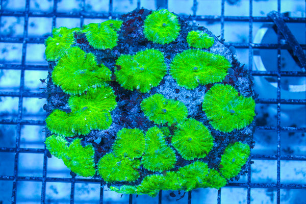 LIVE CORAL - WYSIWYG - 8.4.20