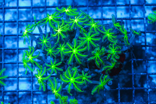 LIVE CORAL - WYSIWYG - 8.4.200
