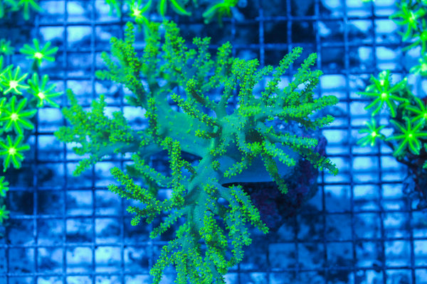 LIVE CORAL - WYSIWYG - 8.4.201