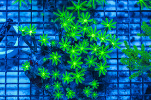 LIVE CORAL - WYSIWYG - 8.4.203