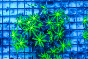 LIVE CORAL - WYSIWYG - 8.4.204