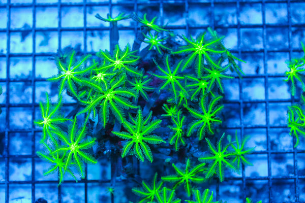 LIVE CORAL - WYSIWYG - 8.4.204