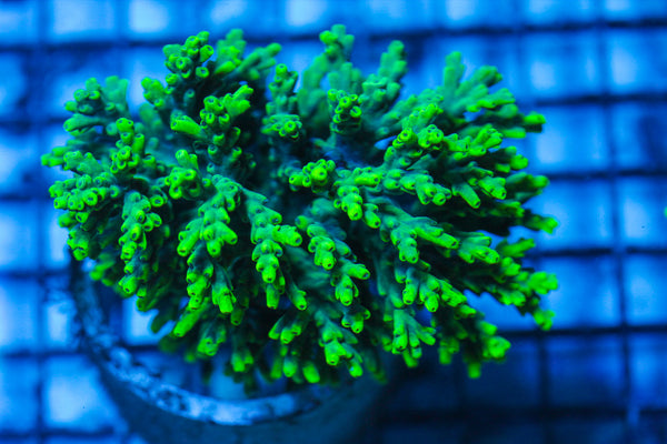 LIVE CORAL - WYSIWYG - 8.4.205