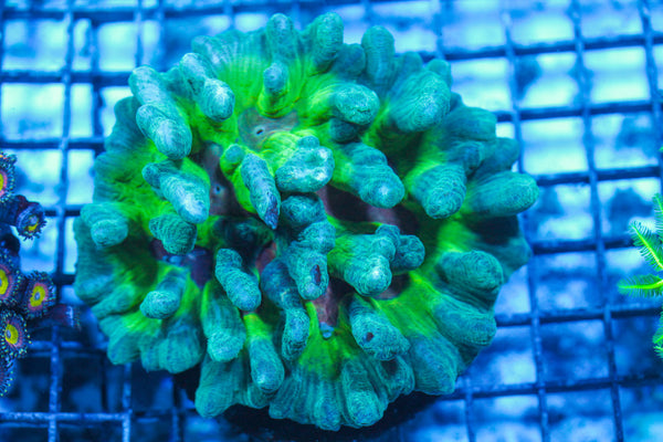 LIVE CORAL - WYSIWYG - 8.4.207