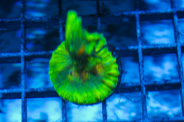 LIVE CORAL - WYSIWYG - 8.4.208