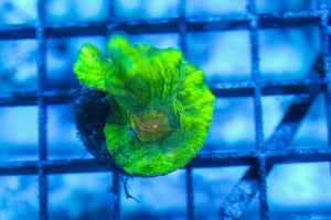 LIVE CORAL - WYSIWYG - 8.4.209
