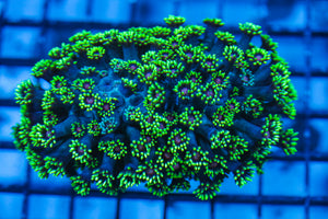 LIVE CORAL - WYSIWYG - 8.4.21