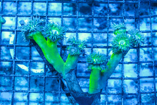 LIVE CORAL - WYSIWYG - 8.4.210