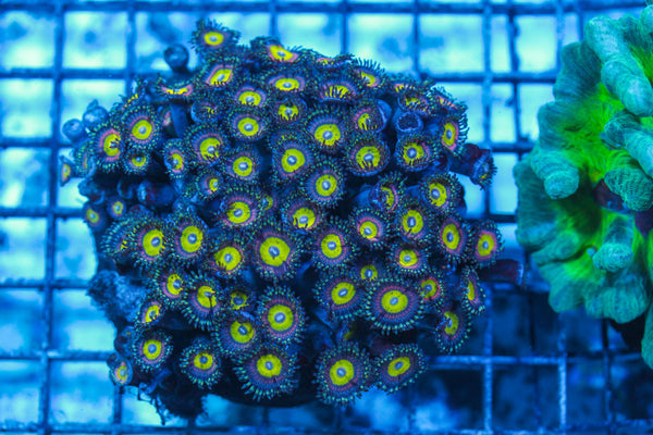 LIVE CORAL - WYSIWYG - 8.4.211