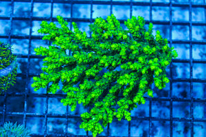 LIVE CORAL - WYSIWYG - 8.4.212