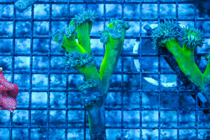 LIVE CORAL - WYSIWYG - 8.4.213