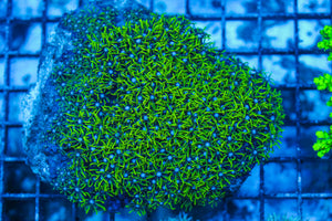 LIVE CORAL - WYSIWYG - 8.4.215
