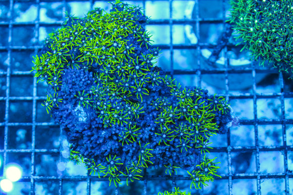 LIVE CORAL - WYSIWYG - 8.4.217