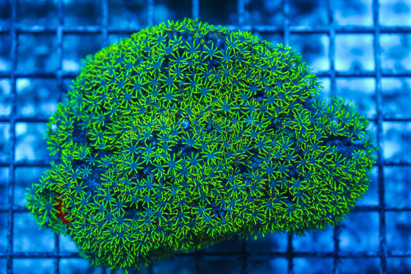 LIVE CORAL - WYSIWYG - 8.4.219
