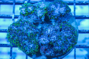 LIVE CORAL - WYSIWYG - 8.4.22