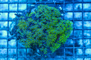 LIVE CORAL - WYSIWYG - 8.4.222