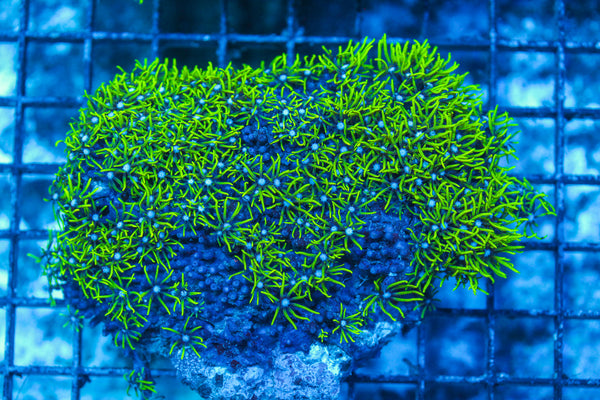 LIVE CORAL - WYSIWYG - 8.4.223