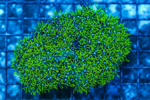 LIVE CORAL - WYSIWYG - 8.4.224