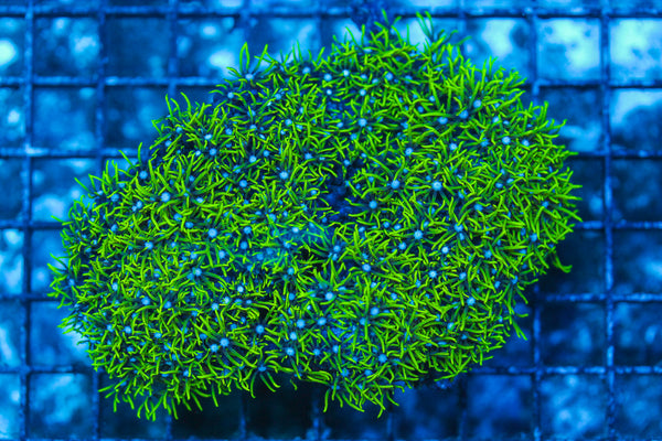 LIVE CORAL - WYSIWYG - 8.4.224