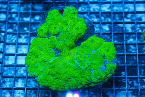 LIVE CORAL - WYSIWYG - 8.4.225