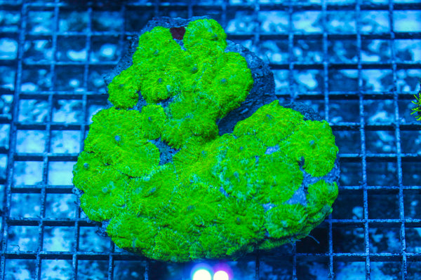 LIVE CORAL - WYSIWYG - 8.4.225