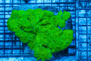 LIVE CORAL - WYSIWYG - 8.4.226