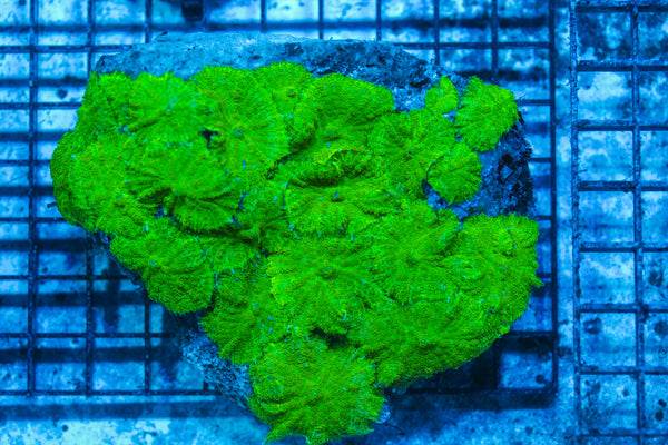 LIVE CORAL - WYSIWYG - 8.4.226