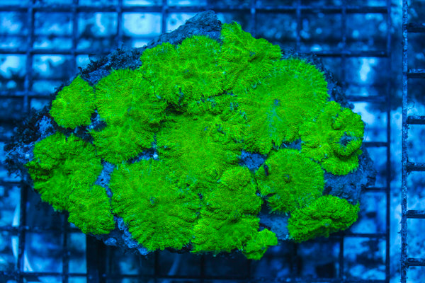 LIVE CORAL - WYSIWYG - 8.4.227